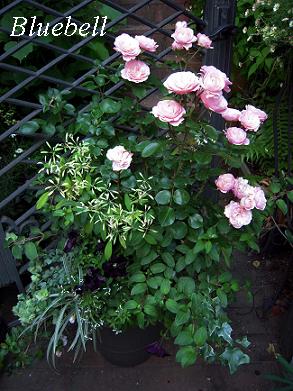 a0192918_1120563.jpg