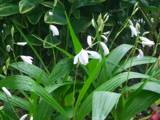 こんな花も咲いています。_d0169618_1019477.jpg