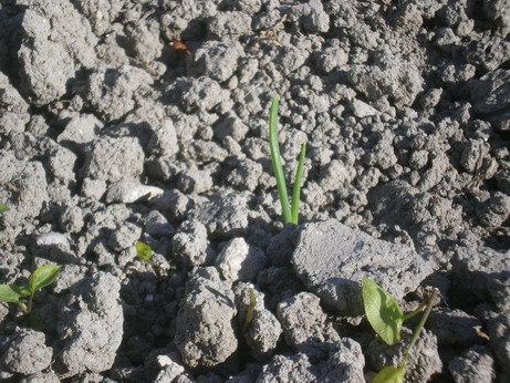 c0124619_093933.jpg