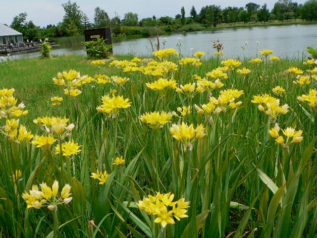 アリウム モーリー 花の仲間調べ アリウム モーリー 花の仲間調べ