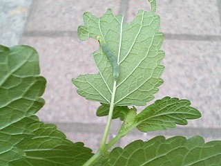 レモンバームに虫 半畳ガーデニング