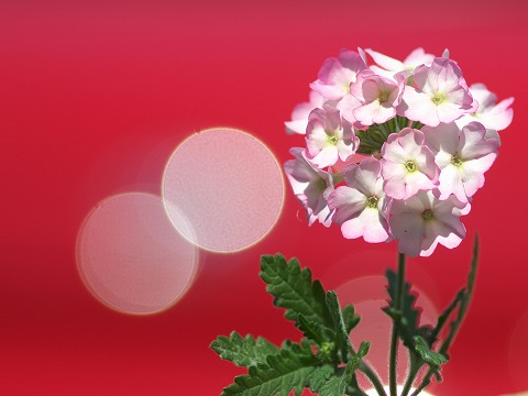 写真教室_c0077531_1929086.jpg