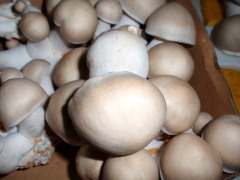 c0097838_1642181.jpg