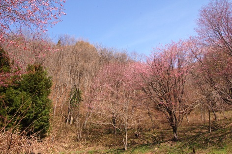 中綱湖の桜と泳ぐヘビ_c0002943_1165687.jpg