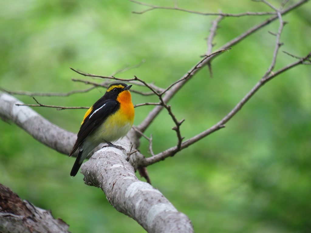 キビタキ（Narcissus Flycatcher）_f0230458_19595453.jpg