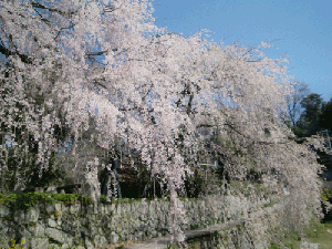 d0137664_19242921.gif