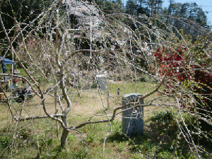 d0137664_19255867.gif