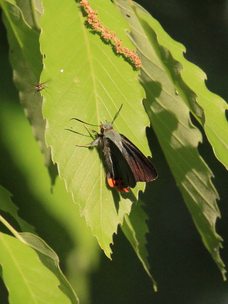 アオバセセリ テリ張り飛翔で目が回る。 2011.5.14群馬県_a0146869_6333669.jpg