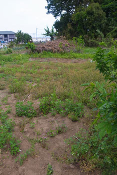 f0217776_0353925.jpg