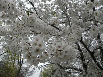 ■ 5月18日（水） お花見写真を放出Ⅲ_d0046778_1593762.jpg