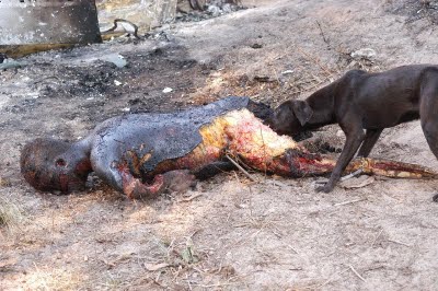 犬さんが とみ新蔵 ブログ