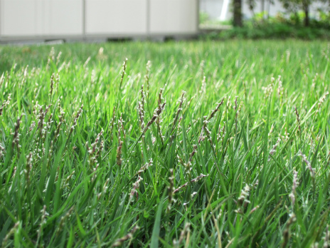今年も芝の穂の時期になりました Golf Movies The Blog 今年も芝の穂の時期になりました Golf Movies The Blog