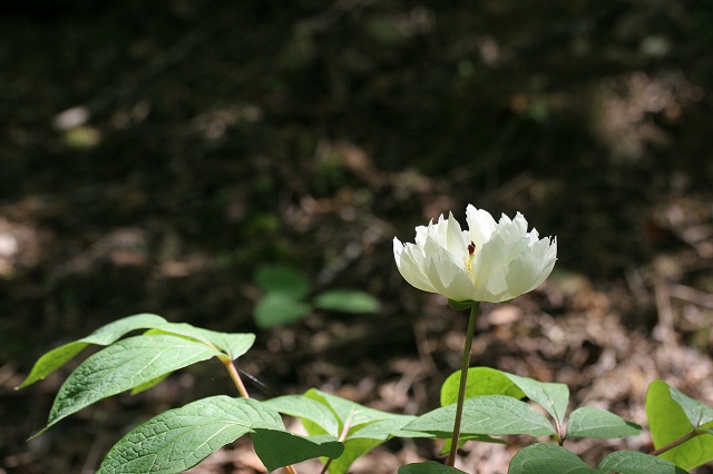 f0000789_1646266.jpg