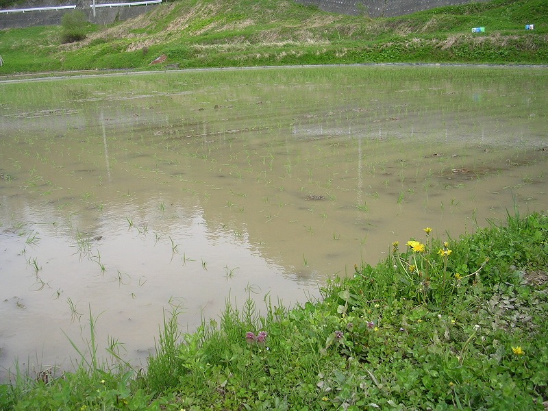 お田植え_d0156590_1334275.jpg