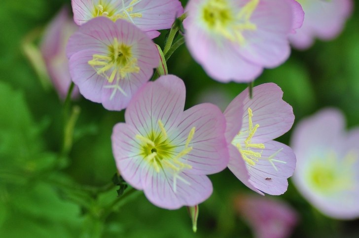 琉球月見草 お庭のお花たち Cherry S Photo 琉球月見草 お庭のお花たち Cherry S Photo