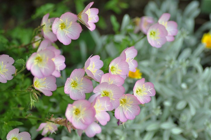 琉球月見草 お庭のお花たち Cherry S Photo