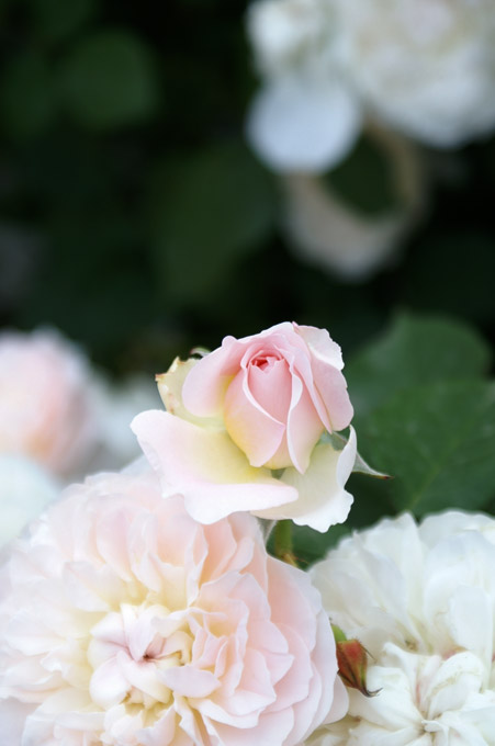 pure_d0116400_1720497.jpg