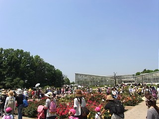 2011年5月19日（木） ； 晴れ_d0051601_0361151.jpg