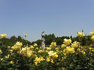 2011年5月19日（木） ； 晴れ_d0051601_0423061.jpg