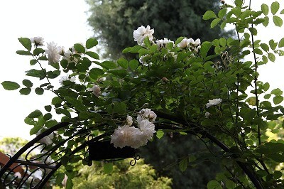 芍薬が咲いたよ♪　庭の様子とバラ_a0123003_23383298.jpg