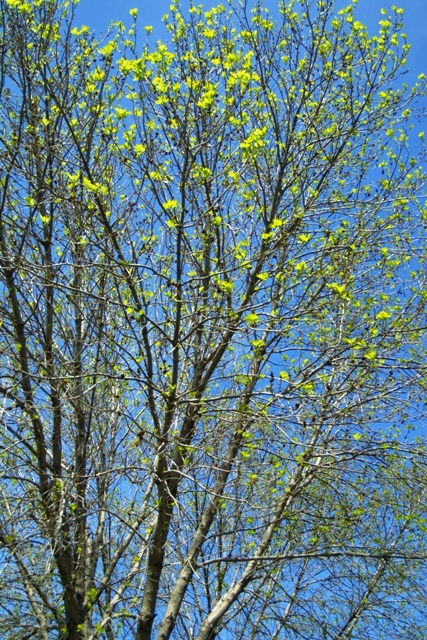 c0062603_1314249.jpg