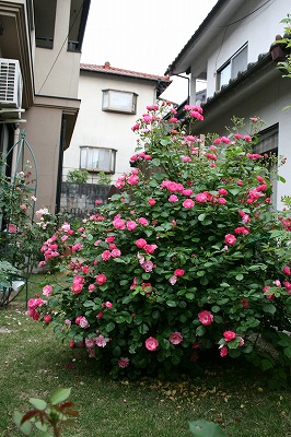 b0199304_23513657.jpg