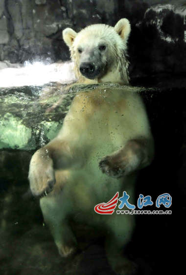 中国に突然現れた 幻の東欧の個体 はヒグマとの混血か 深まる謎 Polarbearology Conjectaneum 中国に突然現れた 幻の東欧の個体 はヒグマとの混血か 深まる謎 Polarbearology Conjectaneum