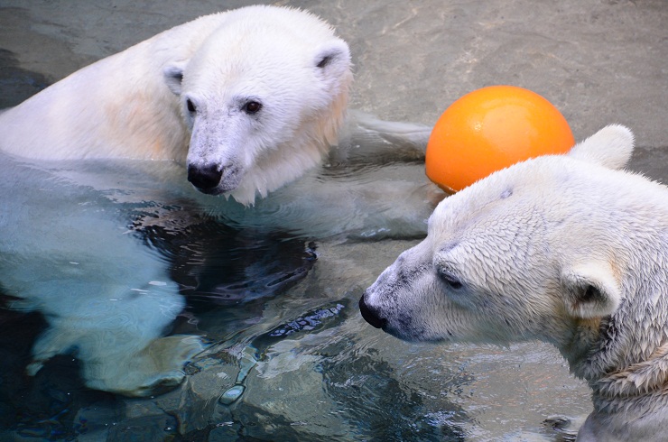 春の旭山動物園へ_a0151913_18164585.jpg