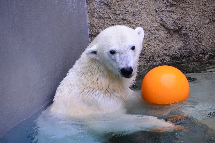 春の旭山動物園へ_a0151913_18165954.jpg