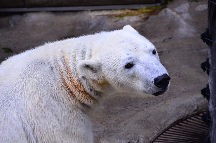 春の旭山動物園へ_a0151913_18171449.jpg