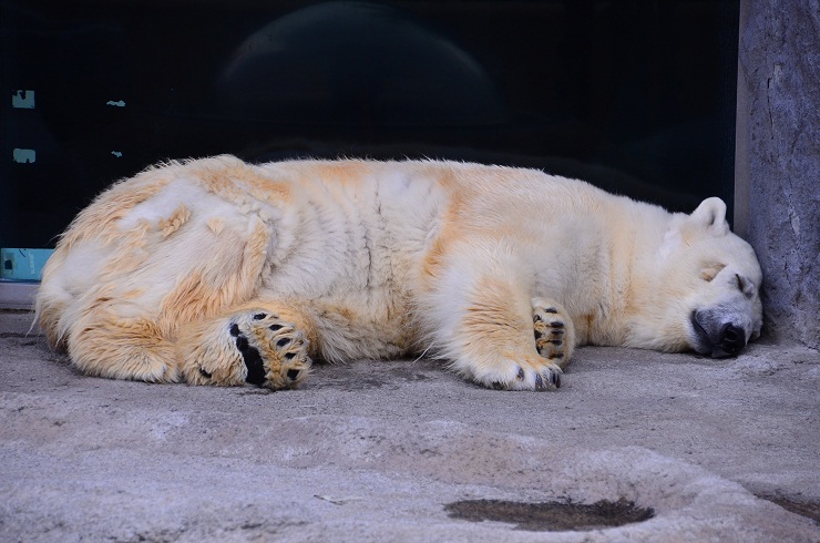 春の旭山動物園へ_a0151913_18172456.jpg