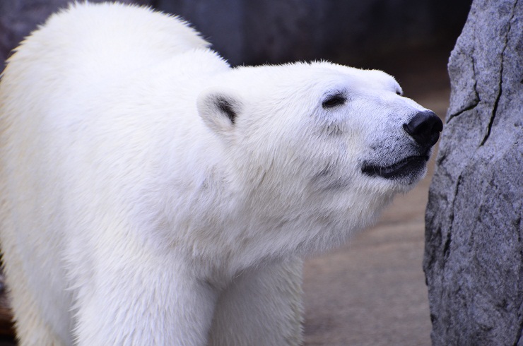 春の旭山動物園へ_a0151913_18173256.jpg