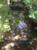 チャリティパークヨガ＠砧公園_f0201116_12454868.jpg