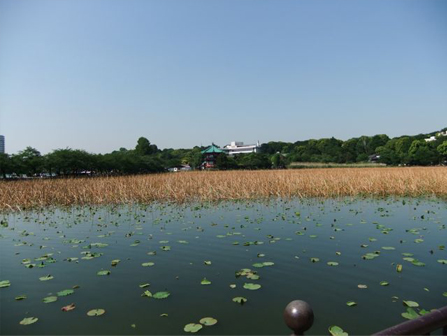 江戸下町散歩　ｰその2-　湯島〜浅草_e0171821_10591694.jpg