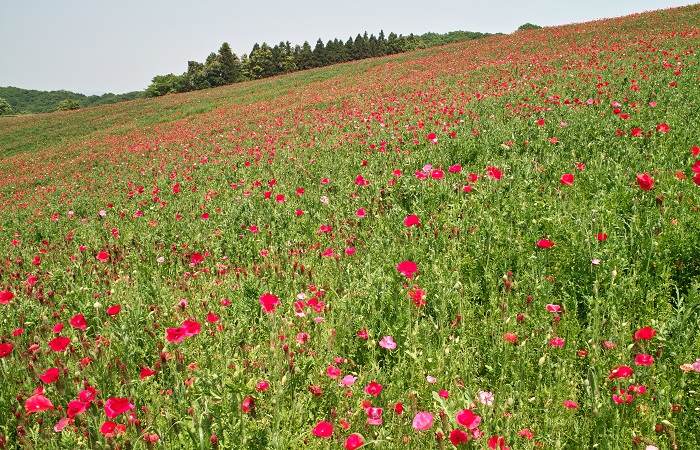 f0214527_2150383.jpg