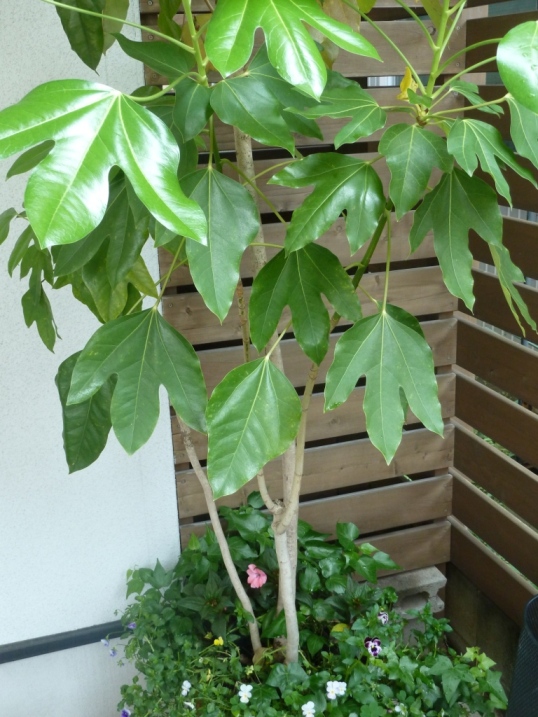 棟梁の庭から・・・風薫る五月☆_c0152341_14451436.jpg