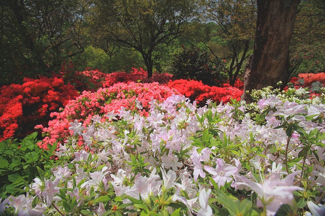 はるな箕郷の芝桜＆フラワーハイランド_c0153446_20472352.jpg