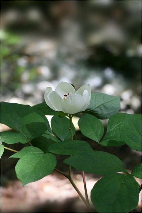 ヤマシャクヤクの咲く山 野草風薫 ヤマシャクヤクの咲く山 野草風薫