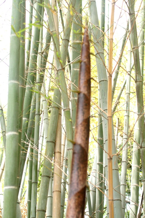 d0004651_1011540.jpg