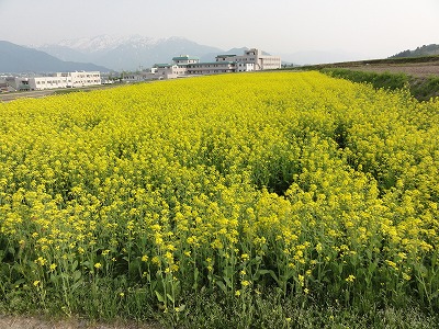 菜の花の群生_a0084753_16521828.jpg