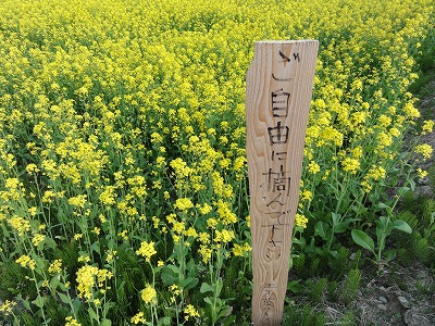 菜の花の群生_a0084753_1652797.jpg