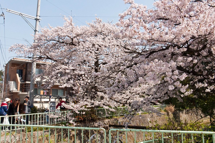 春の京都～その１(自宅周辺～哲学の道入り口)H23.4.10_e0209962_22584772.jpg