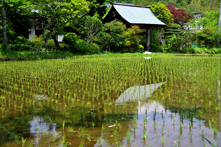 駿河小山界隈（５月１８日）_c0057265_3432322.jpg