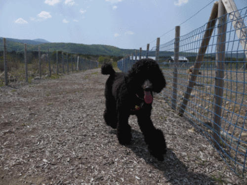 d0179065_0272610.gif