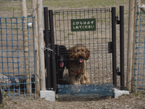 d0179065_0312497.gif