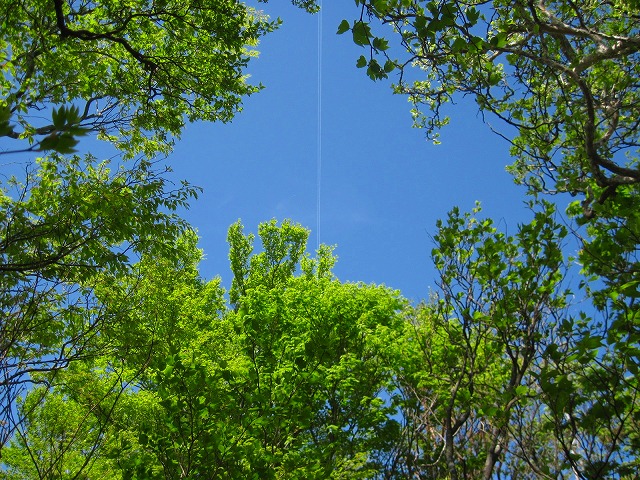 2011.5.20青ノ塔～ボタモチ山～山姥岳_c0219866_2022488.jpg