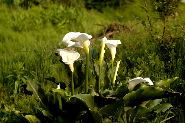 皐月・凛の花。_f0132566_8244261.jpg