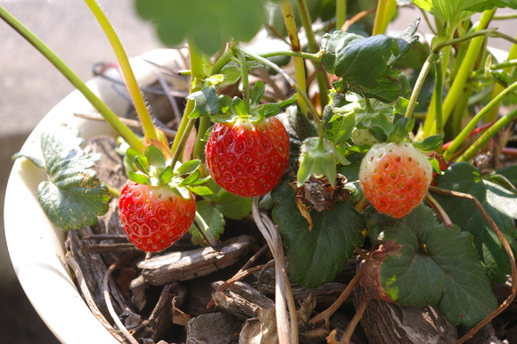 small harvest on balcony:　ベランダの小さな収穫_a0186568_2230531.jpg