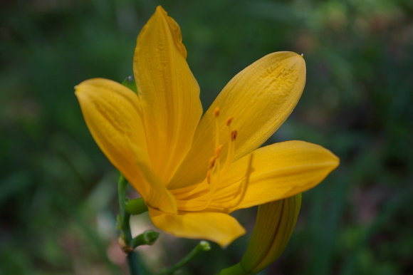 Lively colours of early Summer_a0186568_23343321.jpg