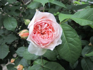 バラが咲きました　♡　♡　♡　ＮＯ.2_b0214473_22313121.jpg